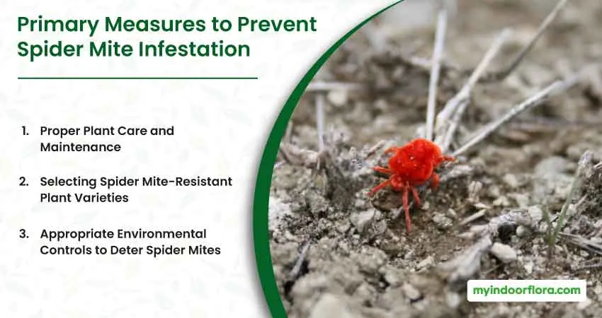 Primary Measures to Prevent Spider Mite Infestation