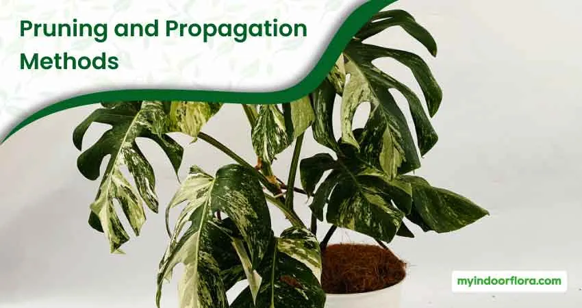 Pruning and Propagation Methods