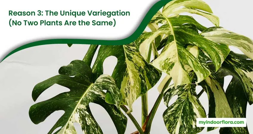 Reason 3 The Unique Variegation No Two Plants Are the Same