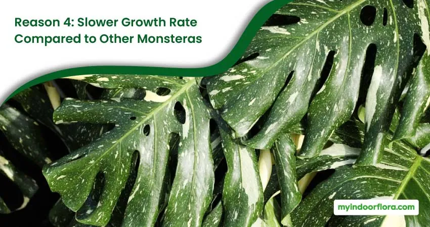 Reason 4 Slower Growth Rate Compared To Other Monsteras
