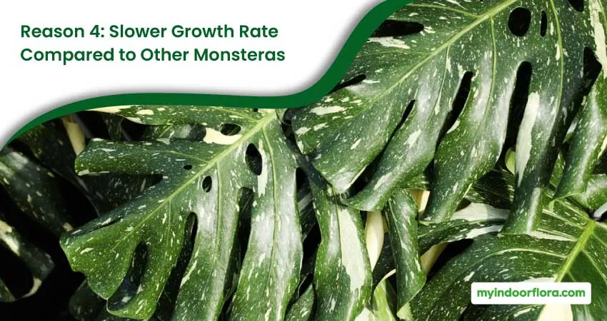 Reason 4 Slower Growth Rate Compared to Other Monsteras