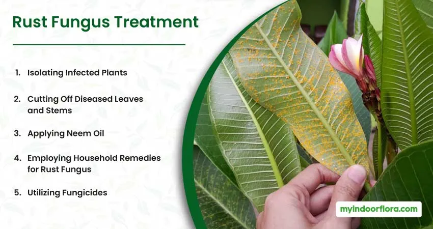 Rust Fungus Treatment