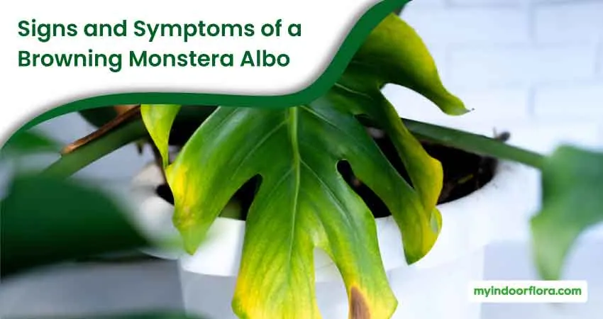 Signs And Symptoms Of A Browning Monstera Albo