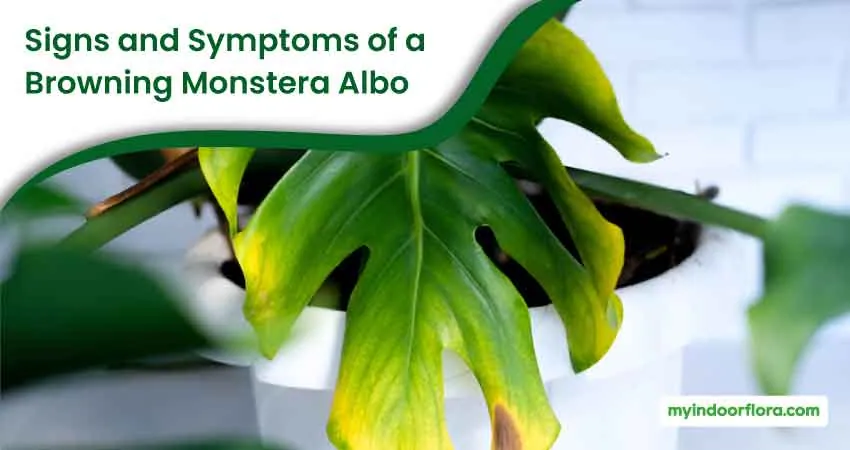 Signs and Symptoms of a Browning Monstera Albo