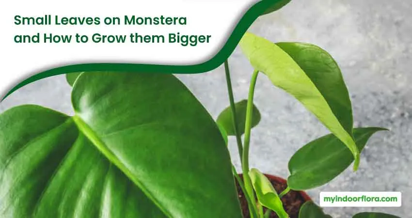 Small Leaves On Monstera And How To Grow Them Bigger