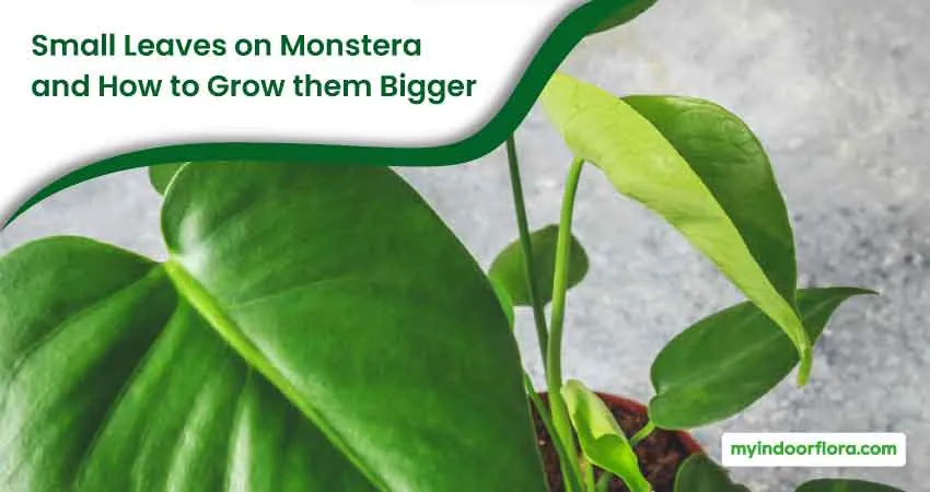 Small Leaves on Monstera and How to Grow them Bigger