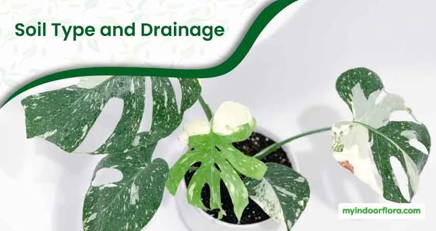 Soil Type and Drainage