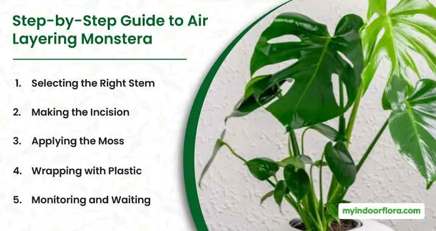 Step by Step Guide to Air Layering Monstera