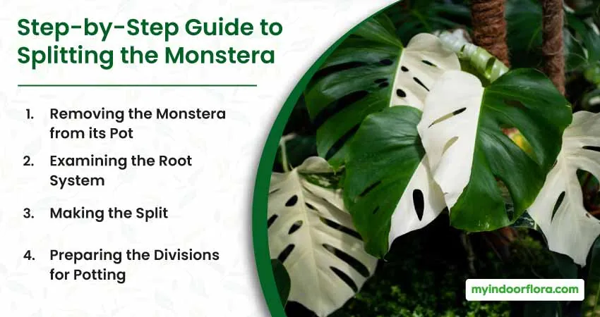 Step by Step Guide to Splitting the Monstera