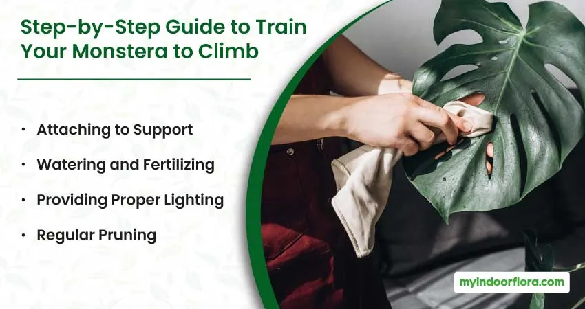 Step by Step Guide to Train Your Monstera to Climb