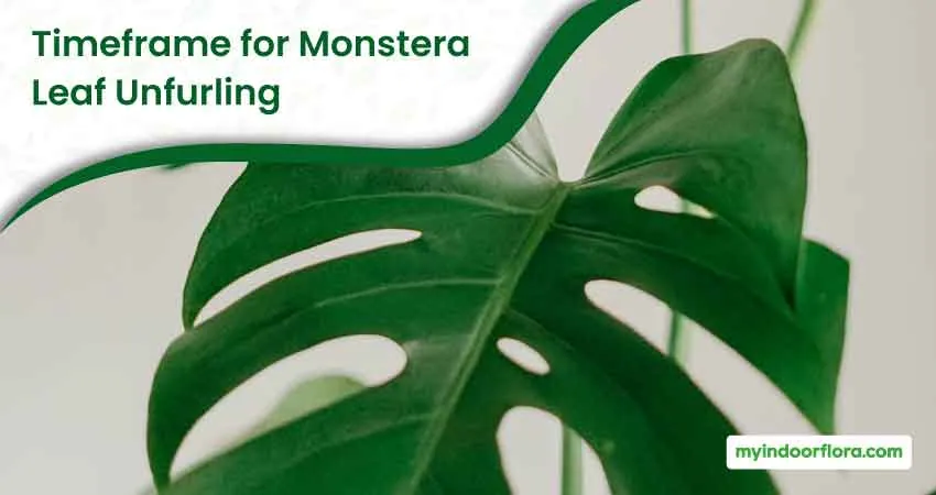 Timeframe for Monstera Leaf Unfurling
