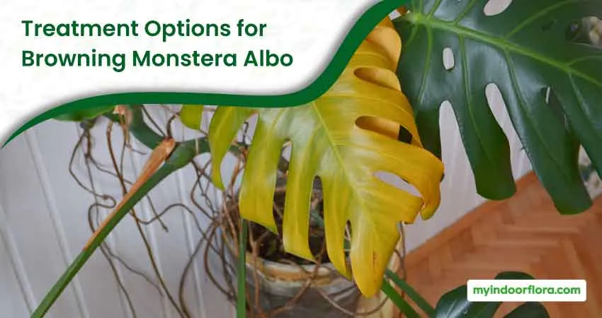 Treatment Options for Browning Monstera Albo