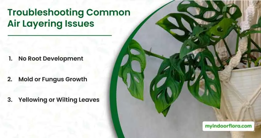 Troubleshooting Common Air Layering Issues