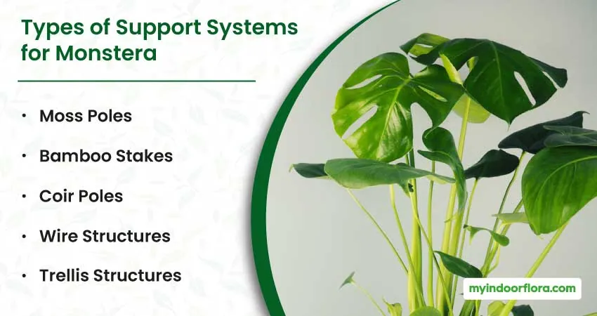 Types of Support Systems for Monstera