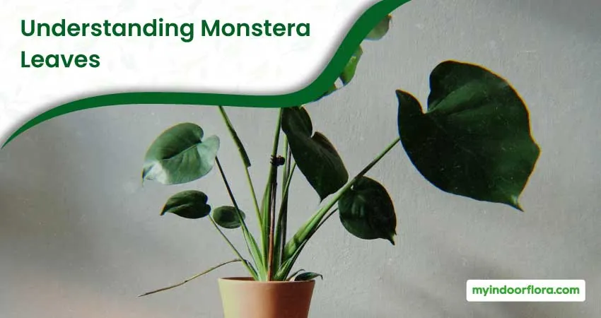 Understanding Monstera Leaves