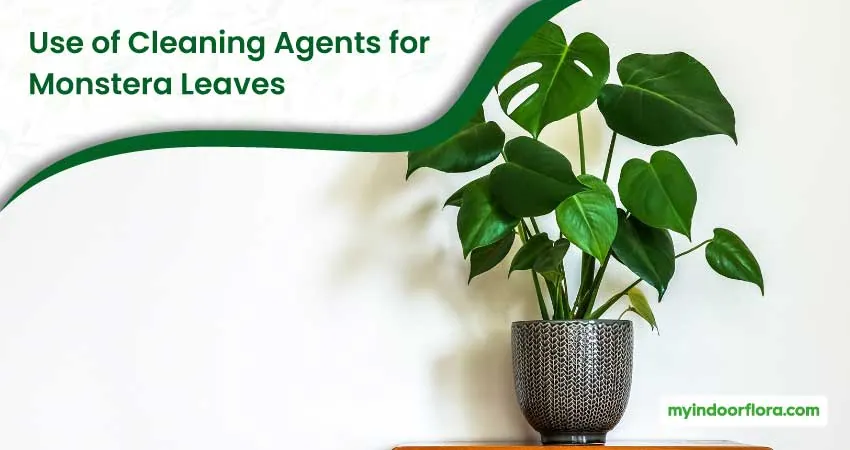 Use Of Cleaning Agents For Monstera Leaves