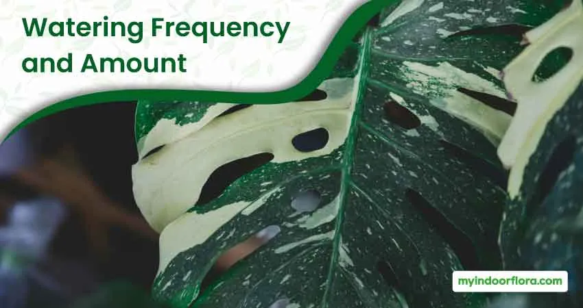 Watering Frequency And Amount