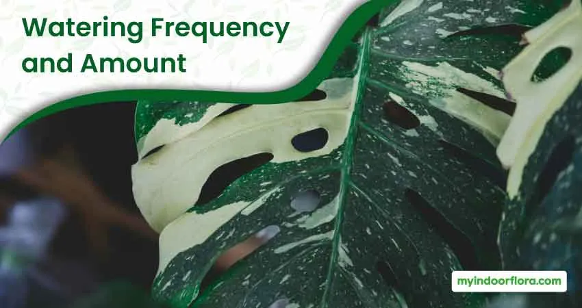 Watering Frequency and Amount