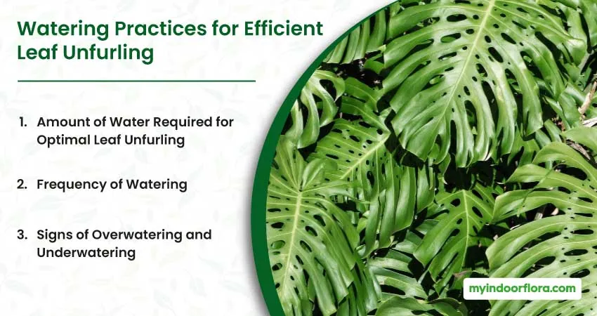 Watering Practices for Efficient Leaf Unfurling