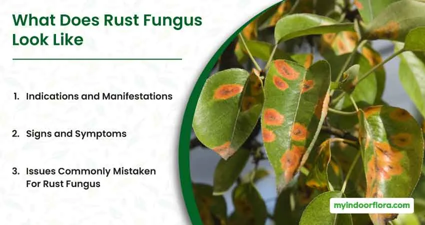 What Does Rust Fungus Look Like