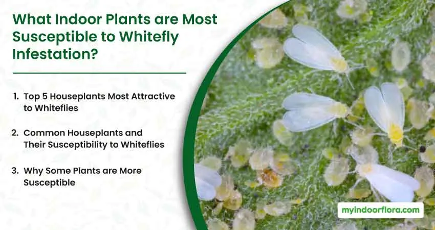 What Indoor Plants are Most Susceptible to Whitefly Infestation