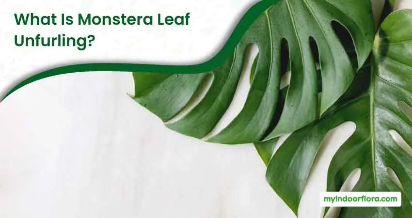 What Is Monstera Leaf Unfurling