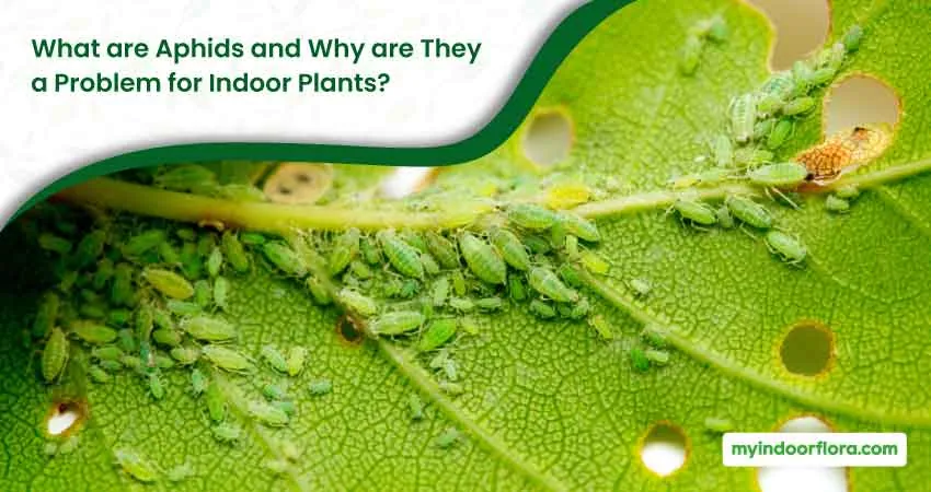 What are Aphids and Why are They a Problem for Indoor Plants