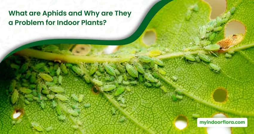 What Are Aphids And Why Are They A Problem For Indoor Plants