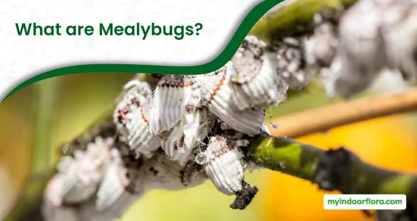 What are Mealybugs