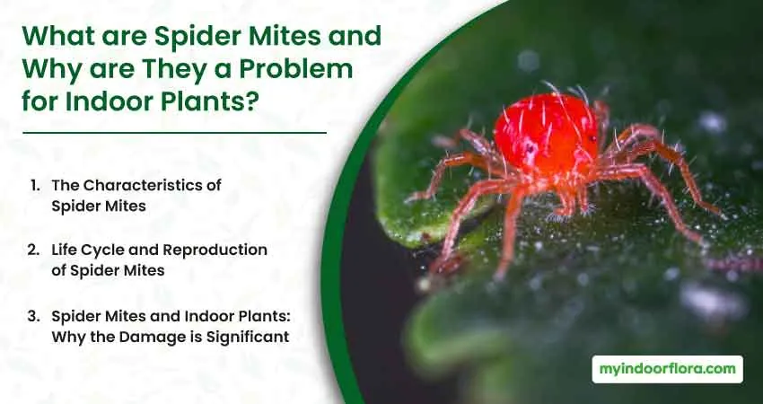 What are Spider Mites and Why are They a Problem for Indoor Plants