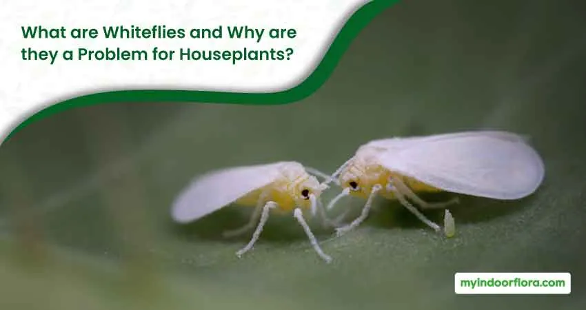 What are Whiteflies and Why are they a Problem for Houseplants