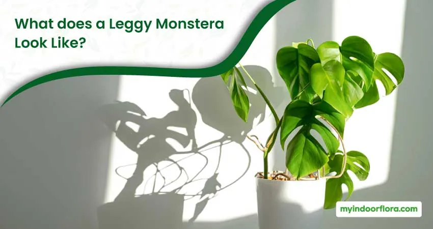 What does a Leggy Monstera Look Like