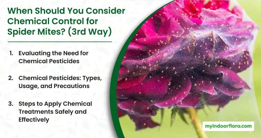 When Should You Consider Chemical Control For Spider Mites 3Rd Way