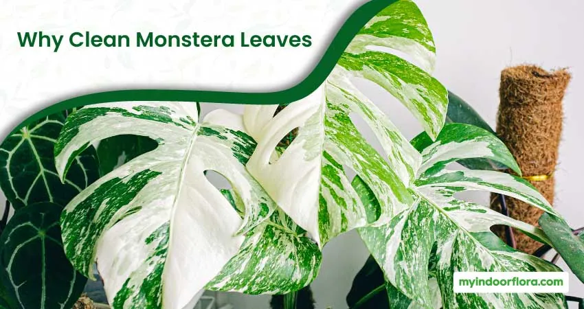 Why Clean Monstera Leaves