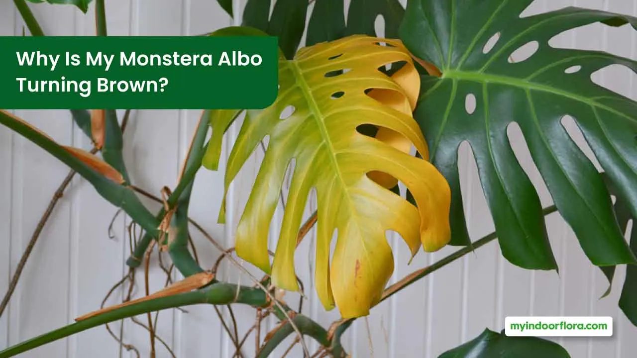 Why Is My Monstera Albo Turning Brown? [Solutions Revealed]