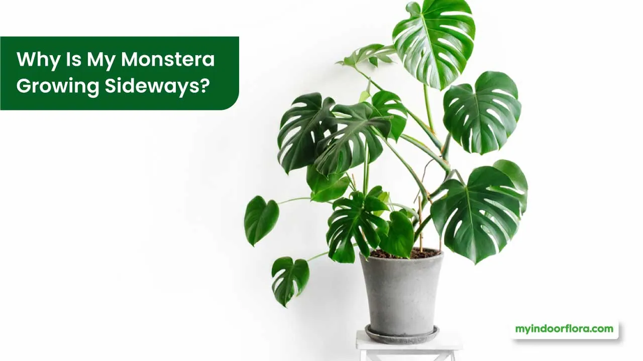 Why Is My Monstera Growing Sideways? [8 Reasons & Fixes]