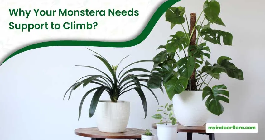 Why Your Monstera Needs Support To Climb