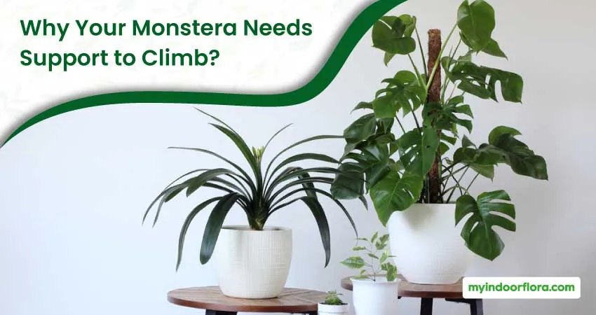 Why Your Monstera Needs Support to Climb