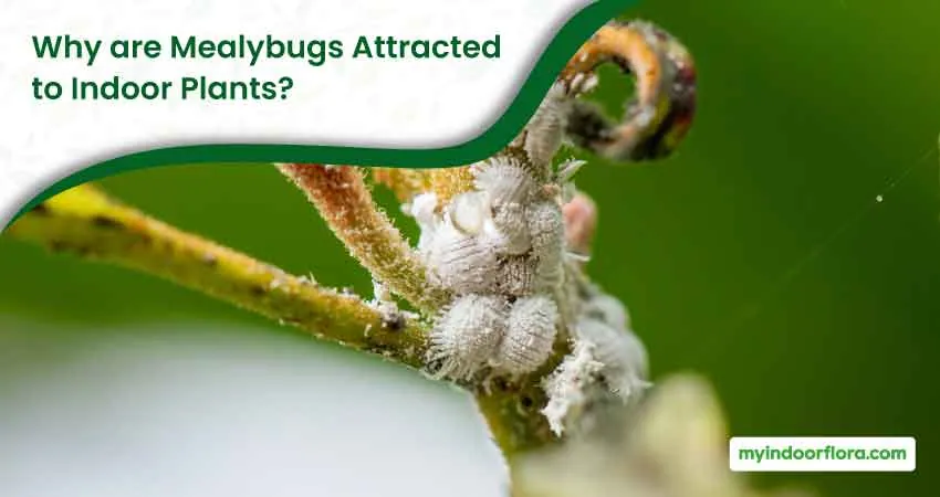 Why are Mealybugs Attracted to Indoor Plants