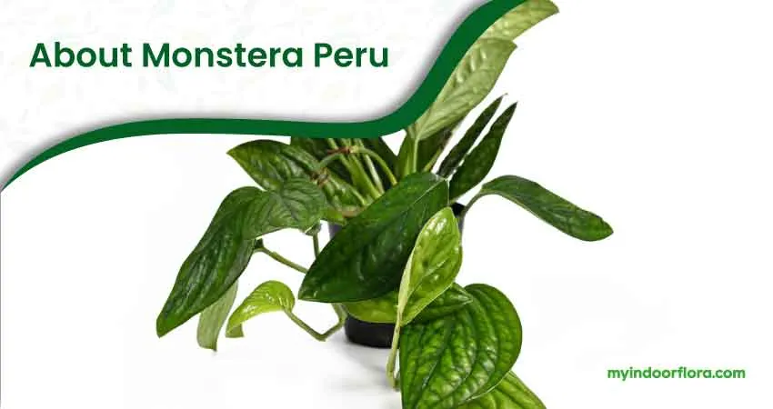 About Monstera Peru