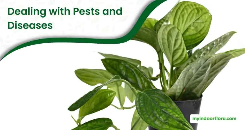 Dealing with Pests and Diseases