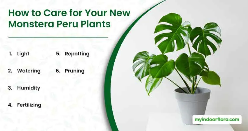 How to Care for Your New Monstera Peru Plants