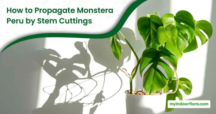 How to Propagate Monstera Peru by Root Division