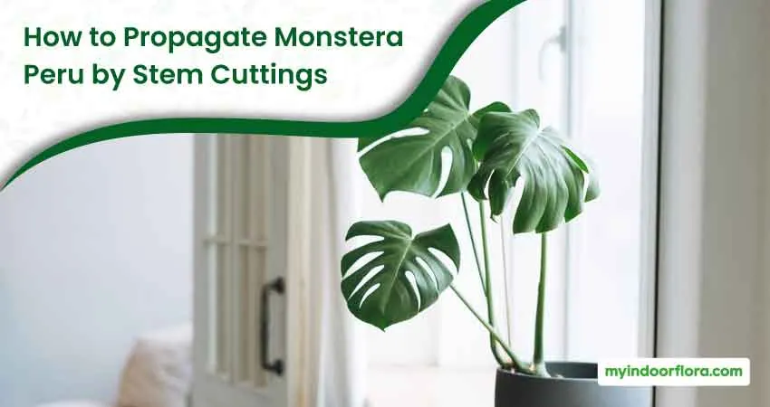 How to Propagate Monstera Peru by Stem Cuttings