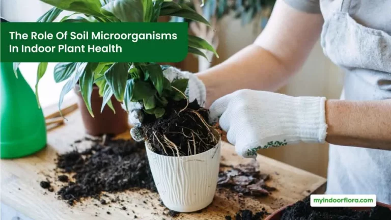 The Role Of Soil Microorganisms In Indoor Plant Health