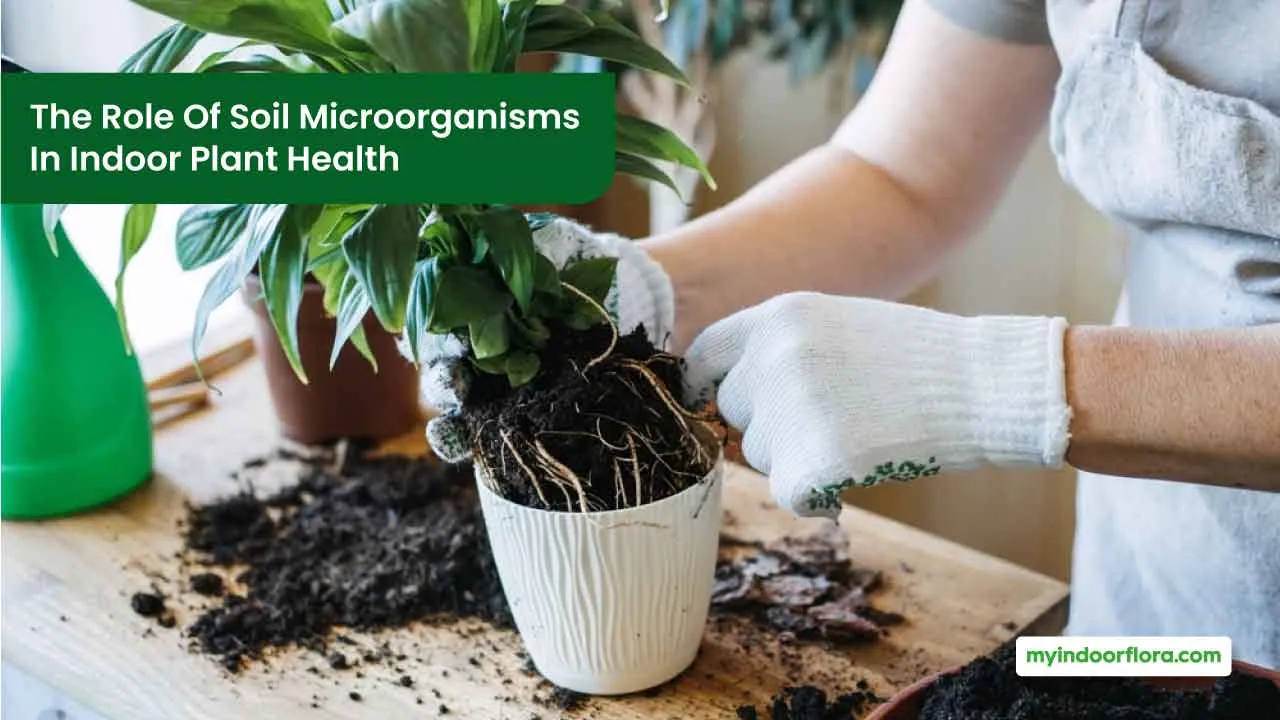 The Role of Soil Microorganisms in Indoor Plant Health – My Indoor Flora