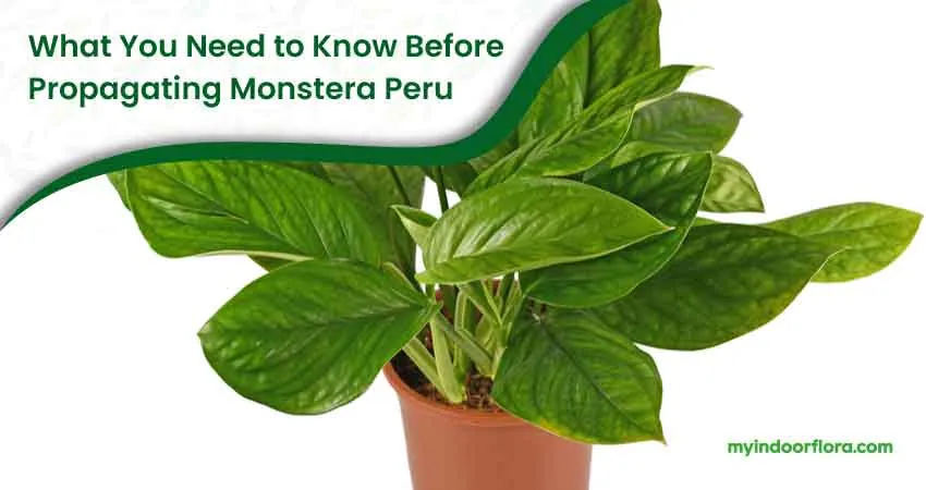 What You Need To Know Before Propagating Monstera Peru
