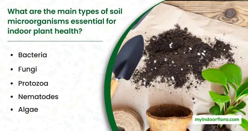What Are The Main Types Of Soil Microorganisms Essential For Indoor Plant Health