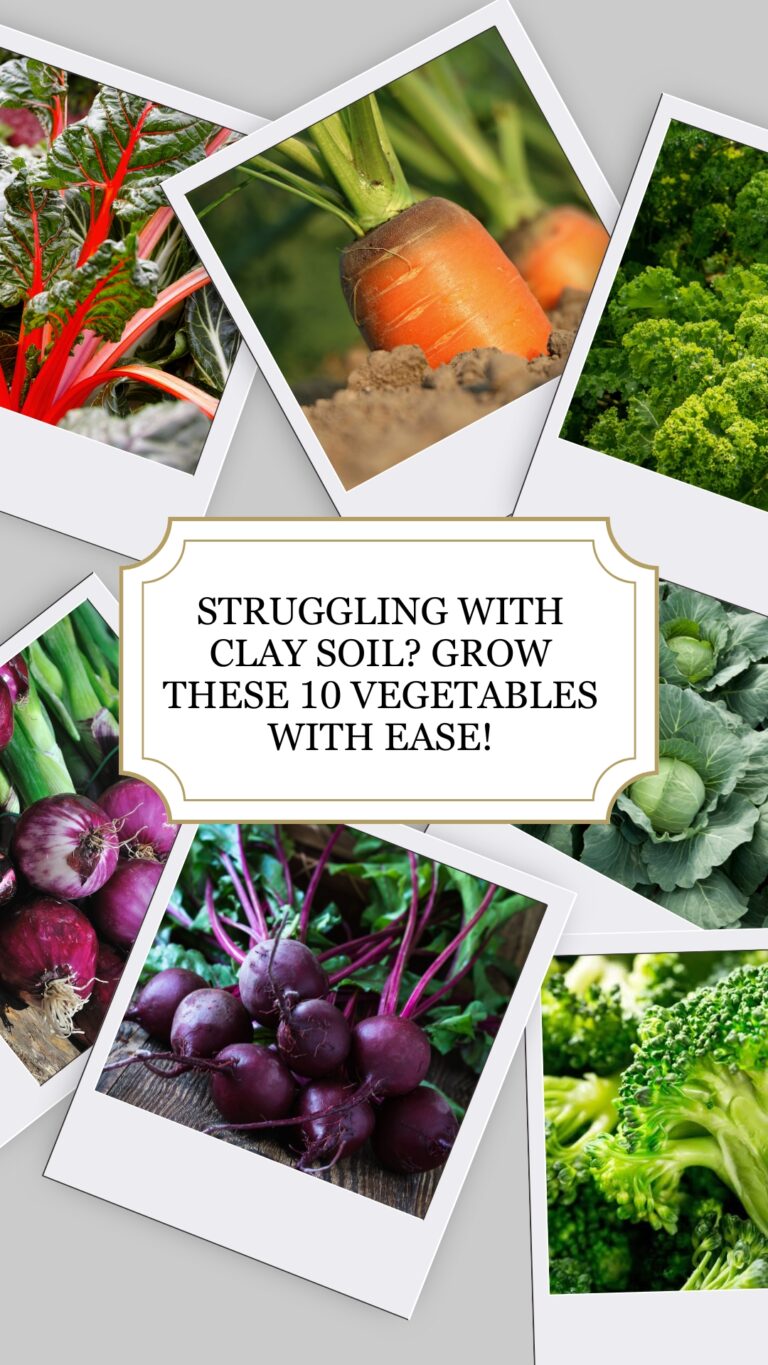 Best Vegetables for Clay Soils