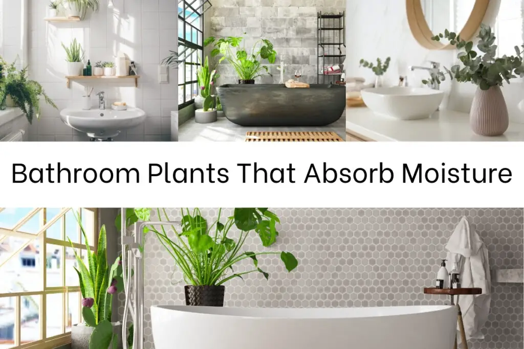 Bathroom Plants That Absorb Moisture